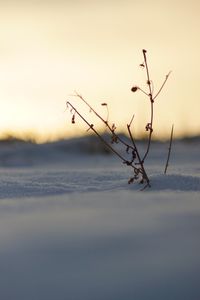 Close-up of snow on sea against sky during sunset