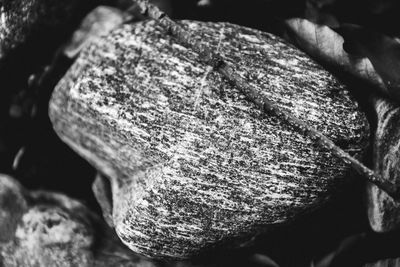 Close up of plant against blurred background