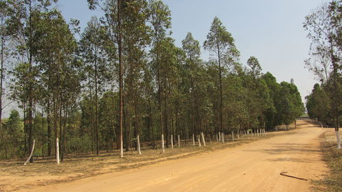 Road passing through forest