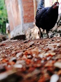 Close-up of a bird