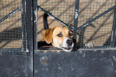 Dog looking through metal fence