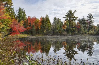 Scenic view of lake in forest during autumn