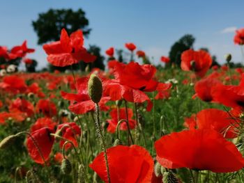 Close-up of red flowering plants on field against sky