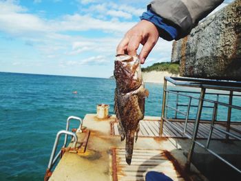 Cropped hand holding fish at harbor against sky