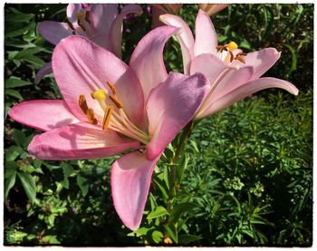 Close-up of pink day lily blooming outdoors