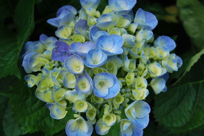 Close-up of purple flowers