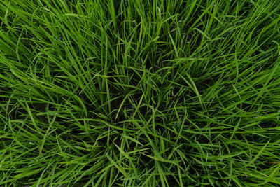 Full frame shot of green grass
