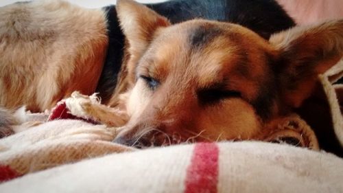 Close-up of dog sleeping