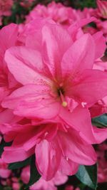 Close-up of pink flower blooming outdoors