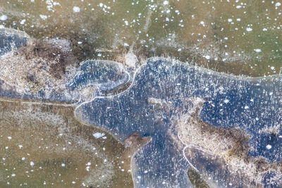 Close-up of turtle in sea