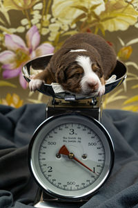 Close-up of a dog sleeping on bed at home