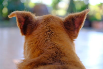 Close-up of a cat