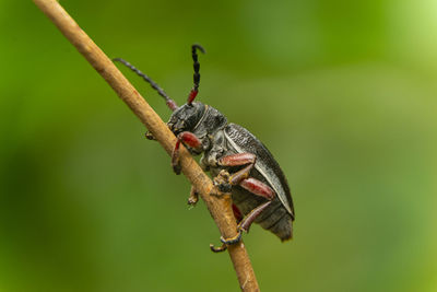 Macro photography of bug on tree