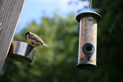 Low angle view of bird perching on feeder