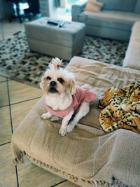 Portrait of dog sitting on sofa at home