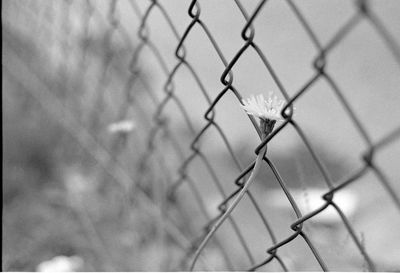 Close-up of chainlink fence