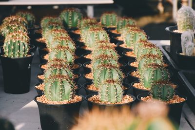 High angle view of succulent plants in greenhouse