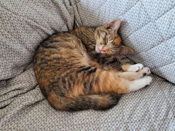 High angle view of cat sleeping