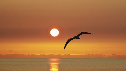 Silhouette bird flying over sea against sky during sunset