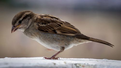 Close-up of bird perching on wood