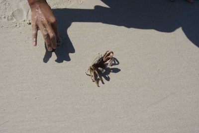 High angle view of hand on sand