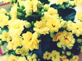 Close-up of yellow flowers blooming outdoors