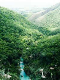 Scenic view of waterfall amidst trees in forest