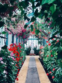 View of flowering plants in park