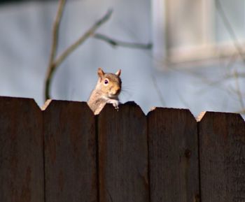 Close-up of squirrel