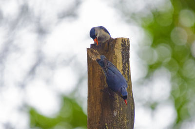 Low angle view of velvet-fronted nuthatches perching on tree stump