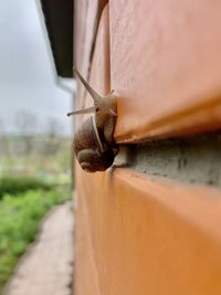 Close-up of snail