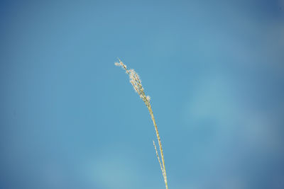 Low angle view of plant against clear blue sky