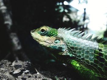 Close-up of a chameleon