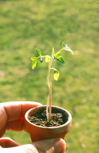 Hand holding small flower pot