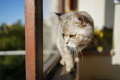 Portrait of a beautiful cat. cute cat portrait. happy pet.