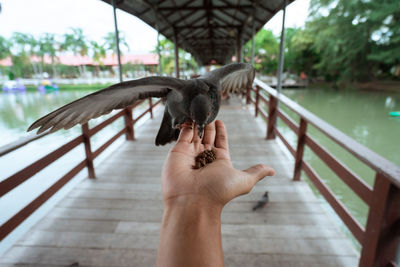 Cropped hand feeding pigeon on footbridge over river