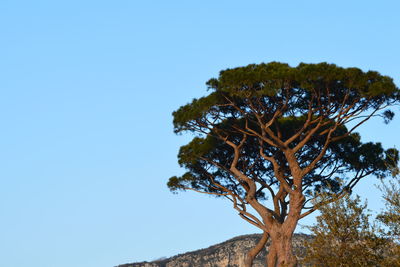 Low angle view of tree against clear blue sky