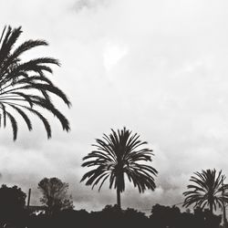 Low angle view of palm trees against sky