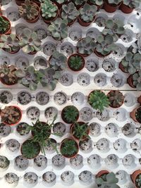 Full frame shot of potted plants at plant nursery