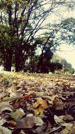 Fallen leaves on field