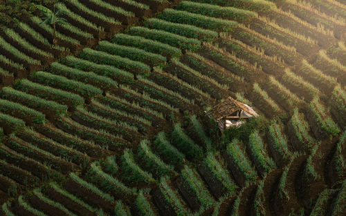 High angle view of agricultural field