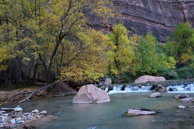 Scenic view of river stream in forest