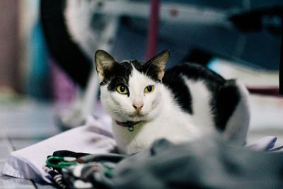 Portrait of cat relaxing on bed at home