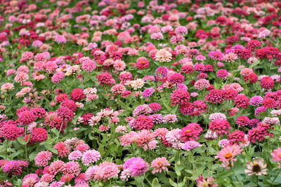 Close-up of pink flowering plants