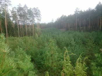 Trees growing in field