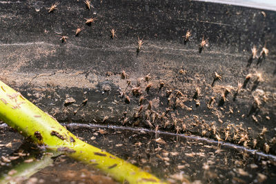 High angle view of ant on field