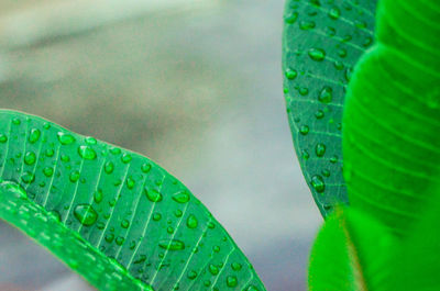 Close-up of raindrops on green leaves