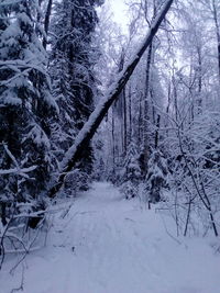 Snow covered trees in forest