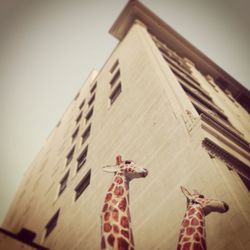 Low angle view of woman