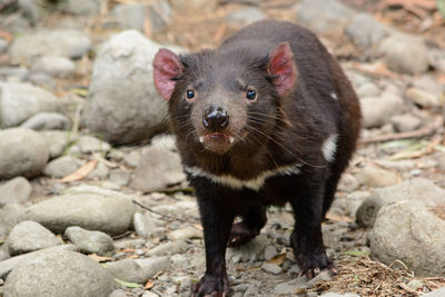 Close-up portrait of mammal on field